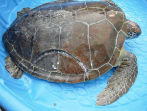 BUSINESSES AREN'T TURTLES