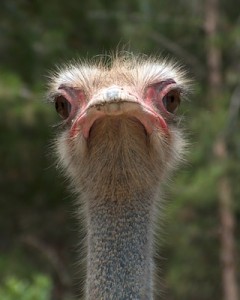 BUSINESS-OSTRICH
