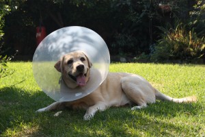 Cone of Shame for Dog